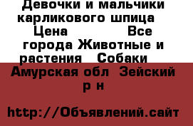 Девочки и мальчики карликового шпица  › Цена ­ 20 000 - Все города Животные и растения » Собаки   . Амурская обл.,Зейский р-н